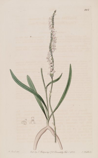 Illustrazione di Spiranthes sinensis (come sin. Neottia australis) da M. Hart